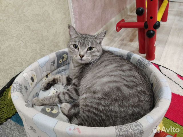 кошки шадринск