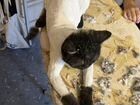 Стрижка кошек с выездом на дом грумер объявление продам