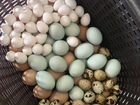 Инкубационное яйцо Бройлера Кобб500,Росс308,Индейк