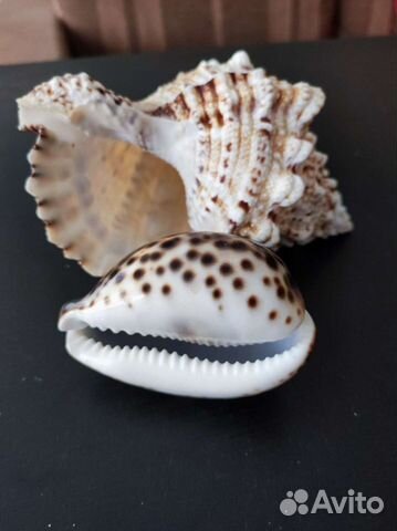 Ракушка морская большая