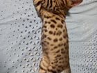 Бенгальский котёнок(со всеми вещами) объявление продам