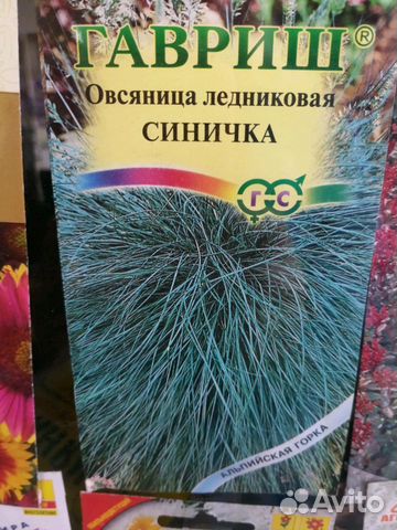 Овсяница декоративная синичка в ландшафтном дизайне фото