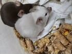 Мыши декоративные и крысы объявление продам