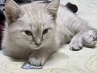 Тайские котята объявление продам