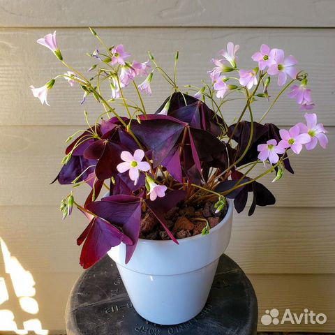 Цветок счастья кислица оксалис