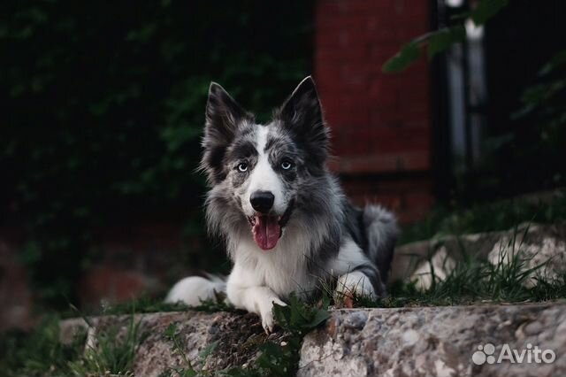 Кобель бордер колли для вязки