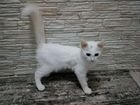 Кошка турецкая ангора