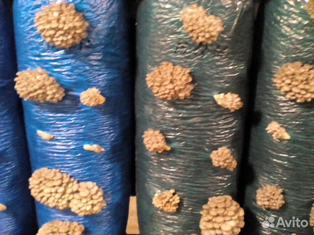 Готовые созревшие блоки вешенки разных штаммов