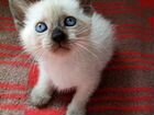 Котята тайской породы объявление продам