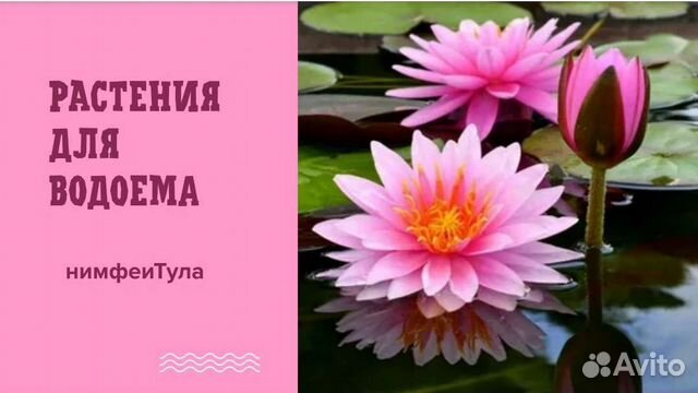 Растения для водоема,Водяная лилия,кувшинки,нимфеи