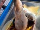Лопоухие крысята Дамбо-рекс