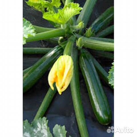 Семена цуккини Сальвадор