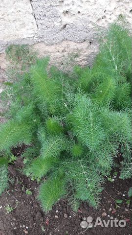 Фенхель лекарственный