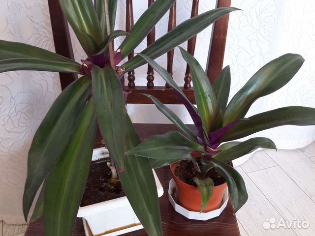 Цветы комнатные разные