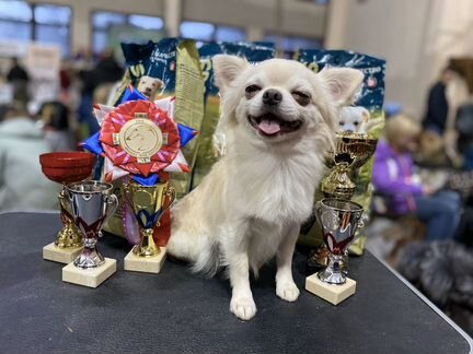 Кобель чихуа для вязки