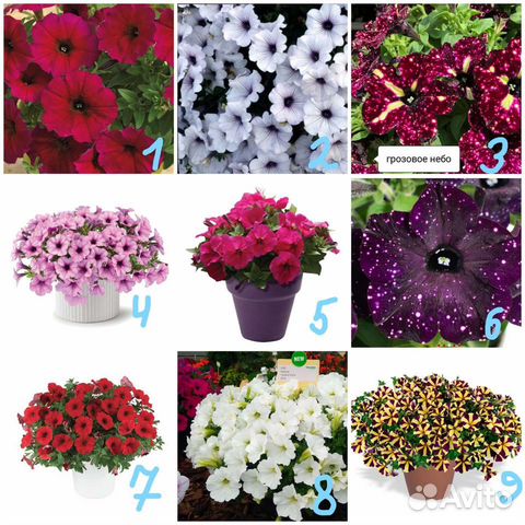 Петуния ампельная