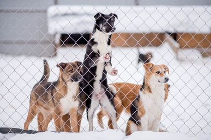 Собаки и щенки из приюта в дар