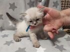 Котята Невская маскарадная объявление продам
