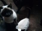 Две кошечки и котик ищут дом объявление продам