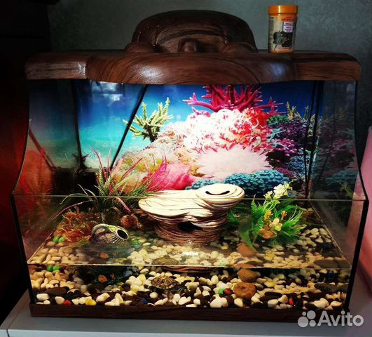 Аквариумист, обслуживание аквариумов, террариумов