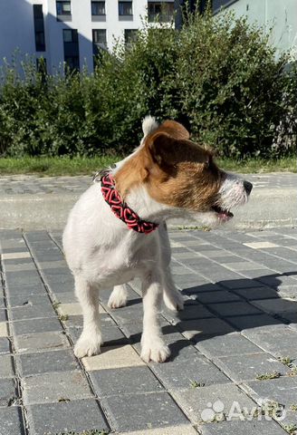 Ошейник из паракорда на заказ