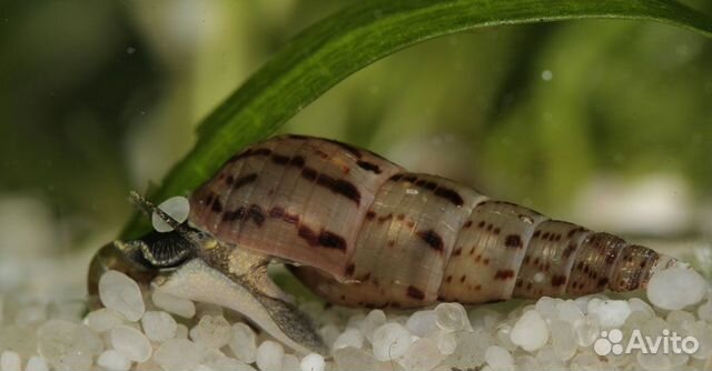 Улитка грунтовая Мелания, Мелания песчаная(Melano