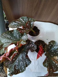 Кейн бегонии