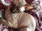 Кошка сфинкс(помесь) бесплатно объявление продам