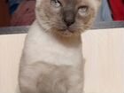 Продам котенка меконгского бобтейла