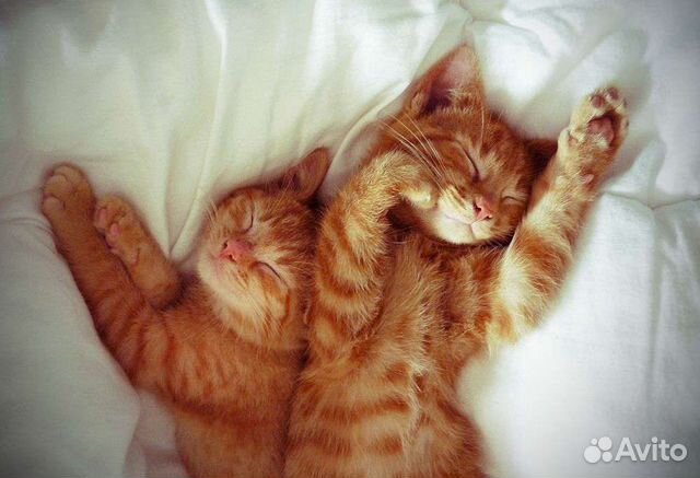 Рыжики девочки в дар