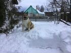 Западно-Сибирская лайка щенок
