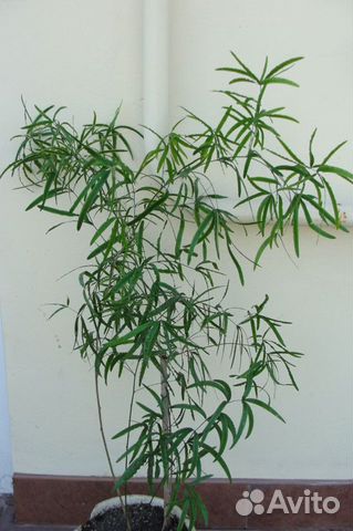 Аспарагус серповидный