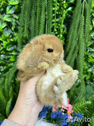 Царские кролики