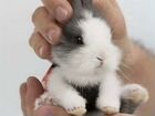 Карликовый кролик мини объявление продам