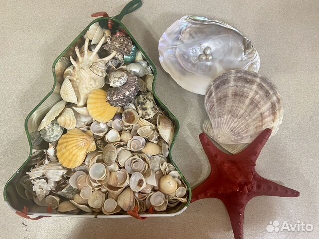 Морские ракушки