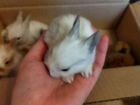 Карликовые кролики, породистые, маленькие объявление продам