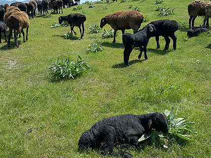 Овцы бараны на Курбан Байрам 1350 голов