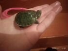 Черепаха зелённая с аквариумом покупал месяц назад