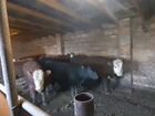 Телята мясной породы бычки объявление продам