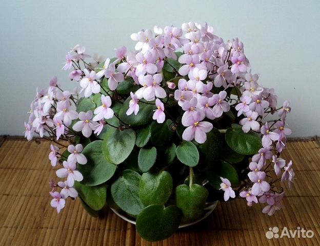 Фиалки трейлеры