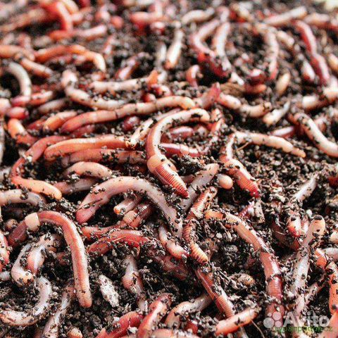 Черви для рыбалки