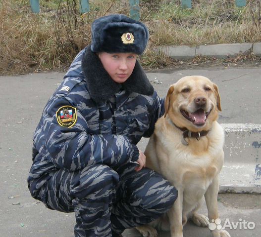 Дрессировка собак, зоопсихолог, кинолог