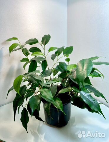 Фикус Бенджамина Даниэль, фикус Биннендийка Али