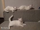 Кошки сибирские белые объявление продам