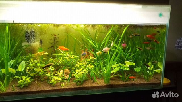 Растения, грунт, удобрения, корм для рыб