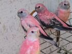 Попугай розовый боурка объявление продам