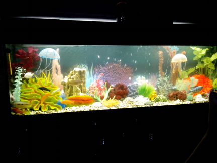 Обслуживание аквариумов