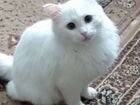 Белый пушистый кот объявление продам