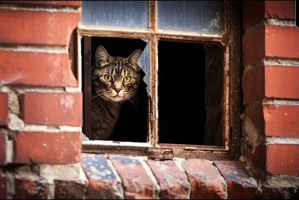 Ремонт окон и дверей