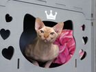 Взрослый кот канадский сфинкс по имени Казанова объявление продам